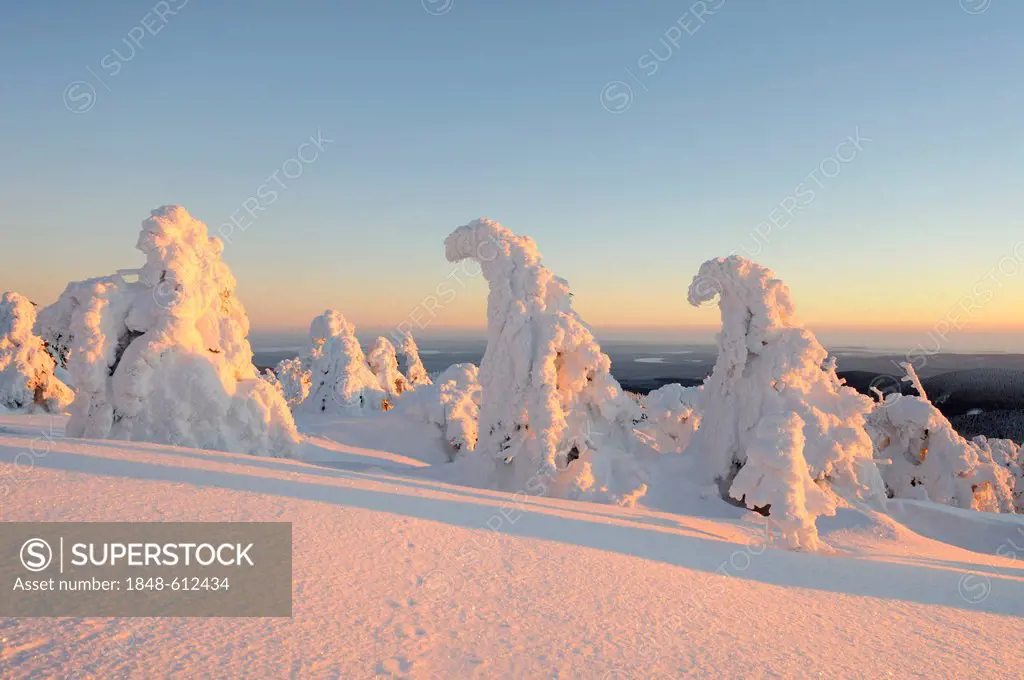 Snow-covered pines at dusk, Mt. Brocken, Harz, Saxony-Anhalt, Germany, Europe