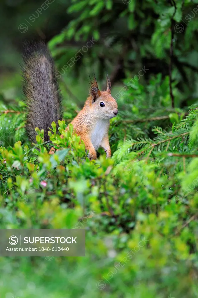 Squirrel (Sciurus vulgaris), Karelia, Eastern Finland, Finland, Europe