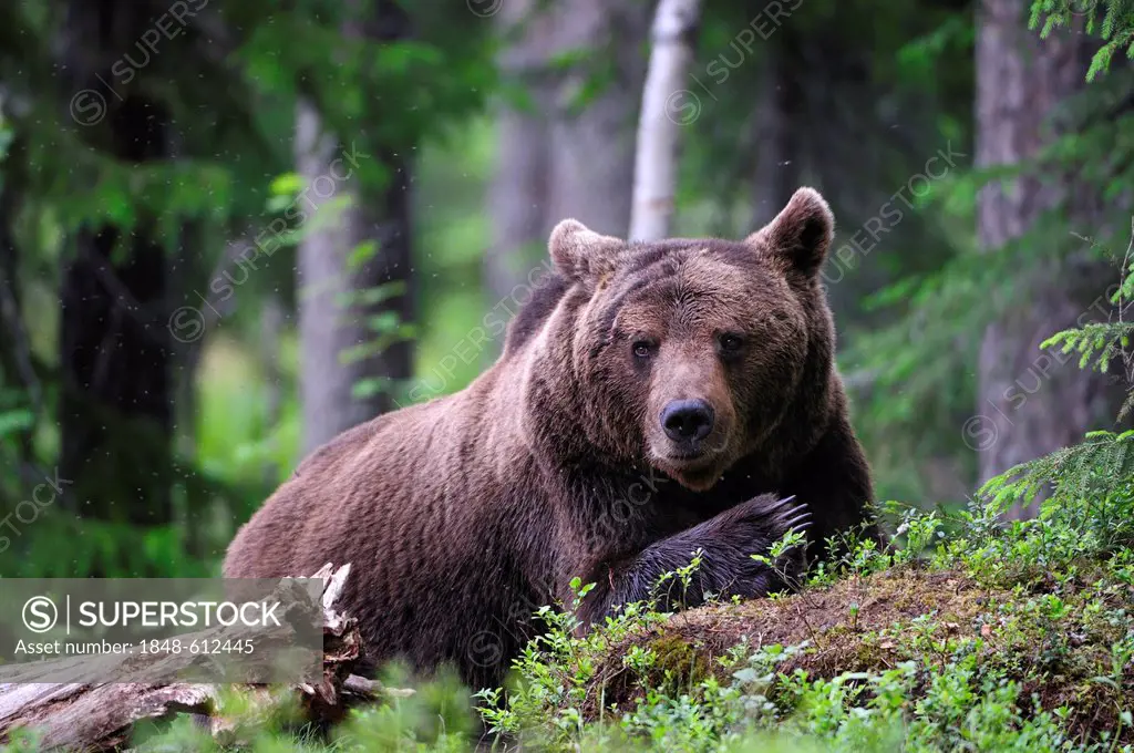 Brown Bear (Ursus arctos), adult male, Karelia, Eastern Finland, Finland, Europe
