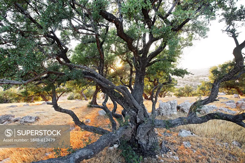Sun shining through an old Argan (Argania spinosa) tree near Essaouira, Morocco, Africa