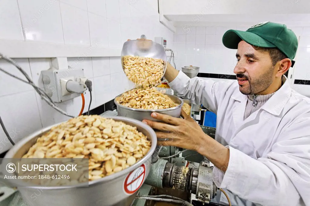 Worker filling fresh Argan (Argania spinosa) almonds in a press to extract the precious argan oil, oil mill in Sidiyassine, Essaouira, Morocco, Africa