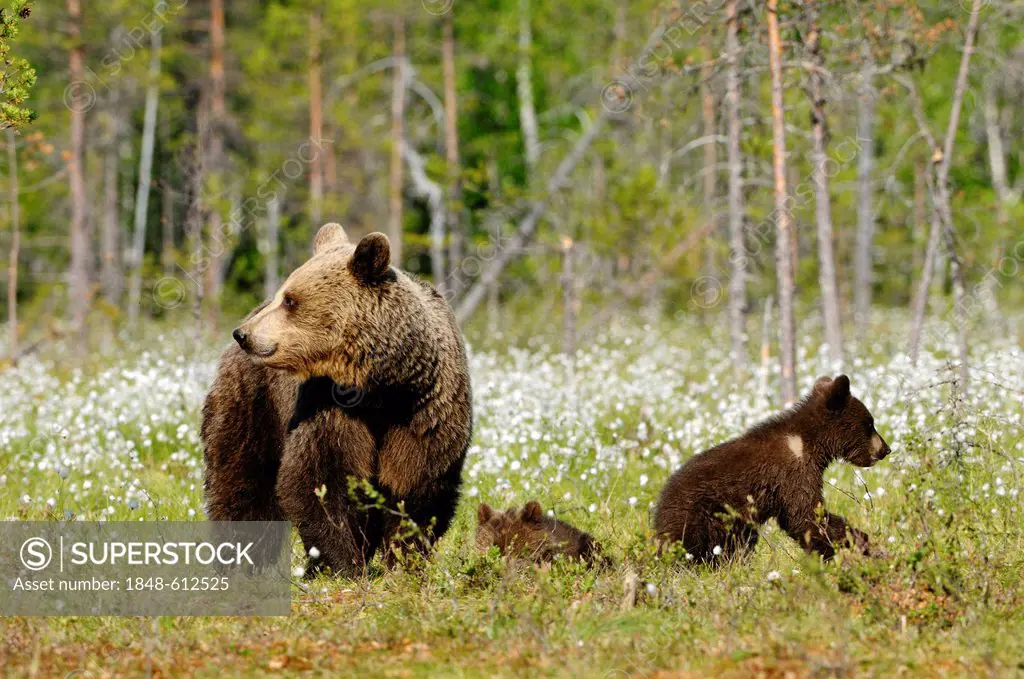 Brown bear (Ursus arctos) female with little cubs in a cotton grass moor, Karelia, Eastern Finland, Europe