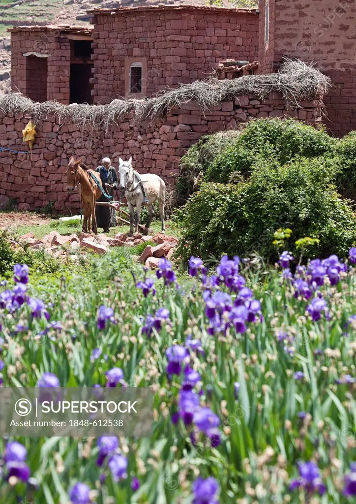 Organically grown German Irises (Iris germanica) in the terraced fields belonging to the cooperative of Ouagazit village, crops maintained by horse-dr...