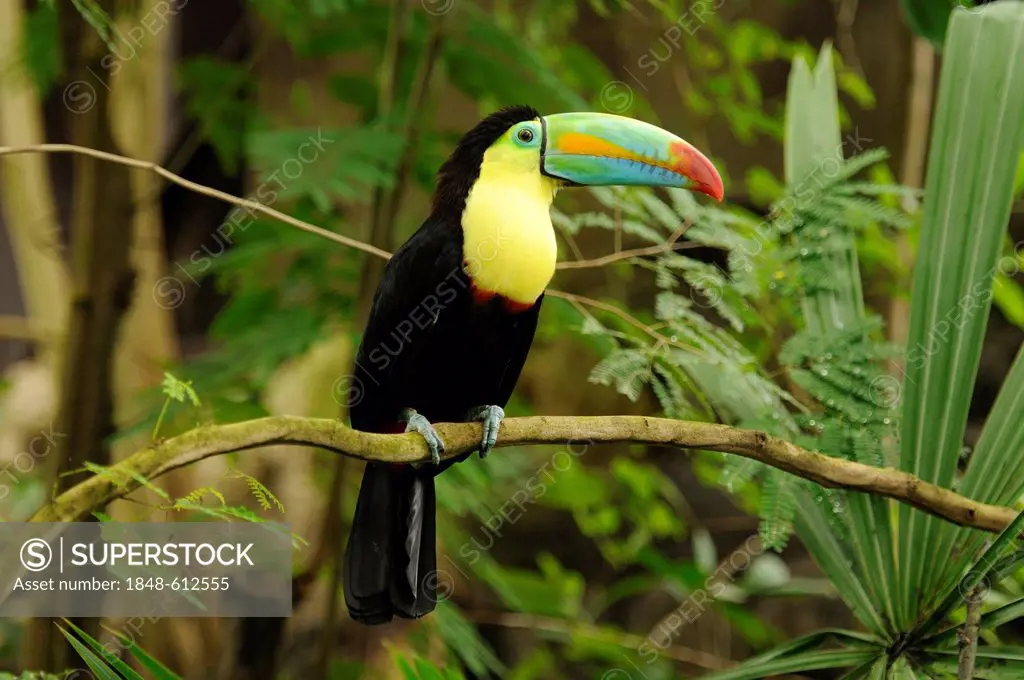 Keel-billed Toucan, Sulfur-breasted Toucan, Rainbow-billed Toucan (Ramphastos sulfuratus)