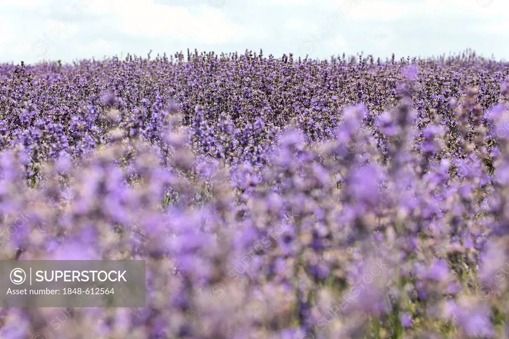 Field of organically grown blooming lavender (Lavandula), Moldova, Eastern Europe