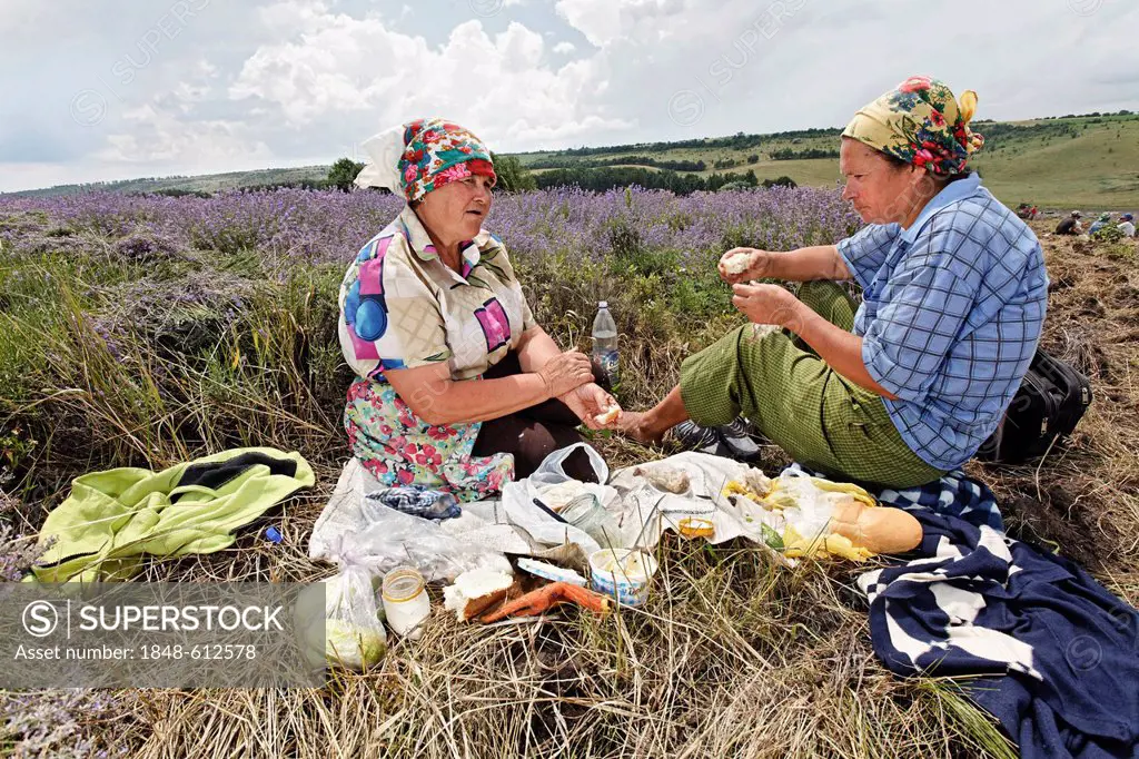 Two women taking a break during the harvest of organically cultivated lavender (Lavandula), Moldova, Southeastern Europe