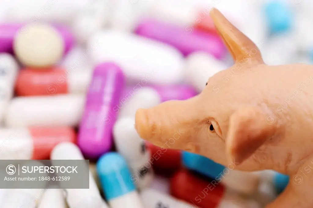 Miniature pig on tablets, symbolic image for contaminated pork