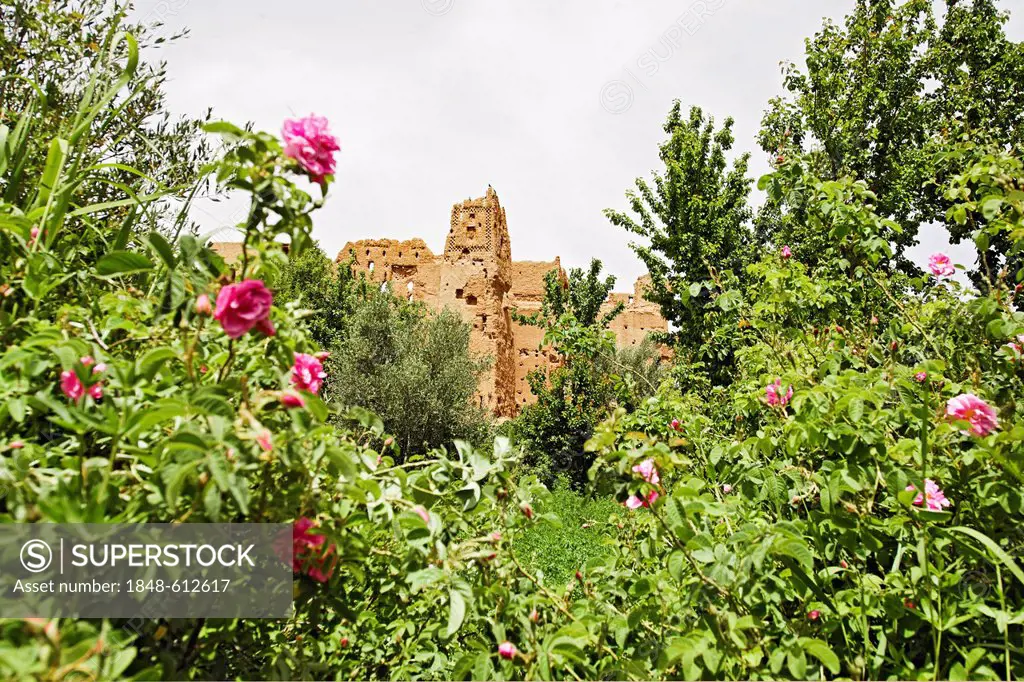 Shrubs of blooming Damask Roses (Rosa damascena) in front of a Kasbah made of clay in the Valley of Roses, Dades Valley, southern Morocco, Morocco, Af...
