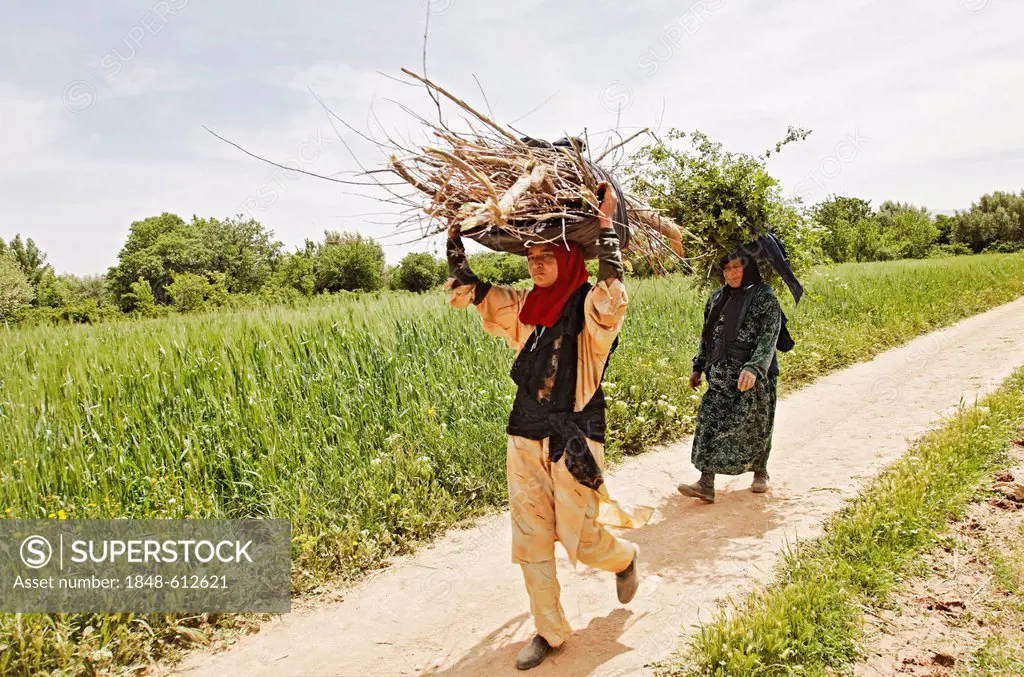 Two women carrying firewood on their heads through the fields of an oasis where Damask Roses (Rosa damascena) are organically grown, Valley of Roses, ...