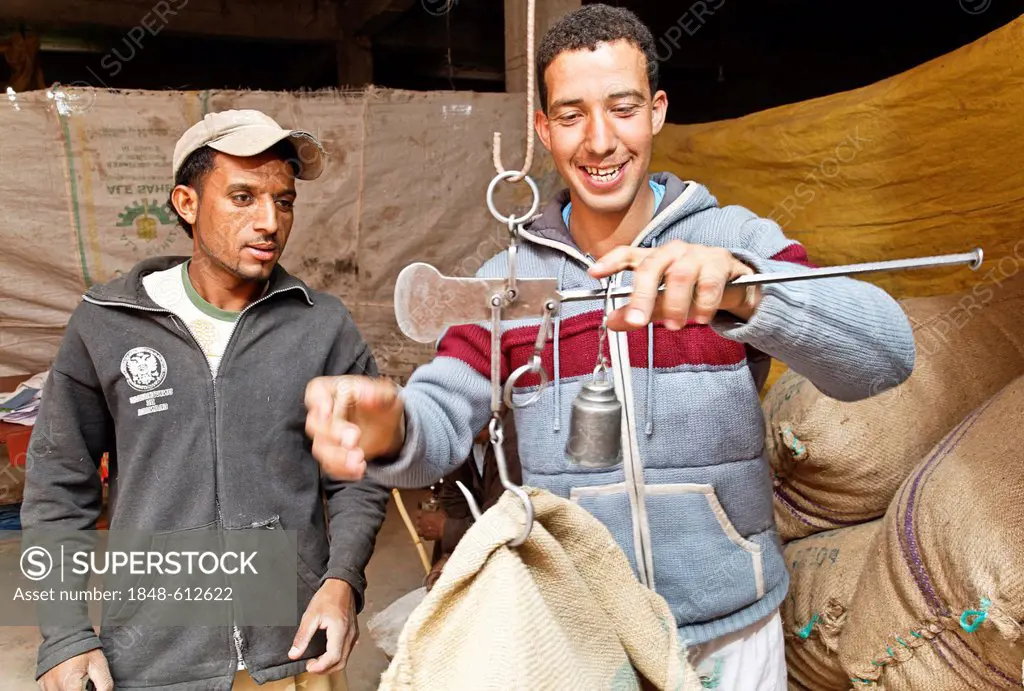 Two men in a garage weighing freshly picked blossoms of organically grown Damask Roses (Rosa damascena), oasis near Skoura, Valley of Roses, Dades Val...
