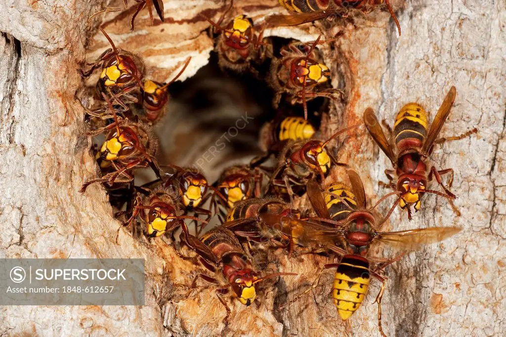 European hornets (Vespa crabro), workers on the entrance to the nest, former nesting hole of a great spotted woodpecker, Thuringia, Germany, Europe