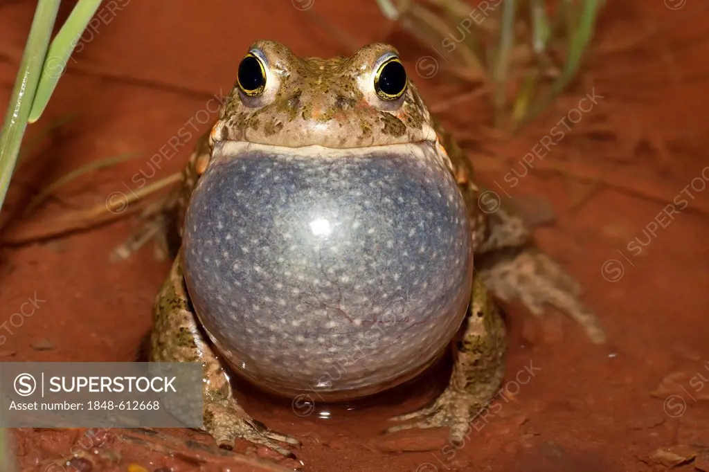 Natterjack toad (Bufo calamita), male calling, Thuringia, Germany, Europe