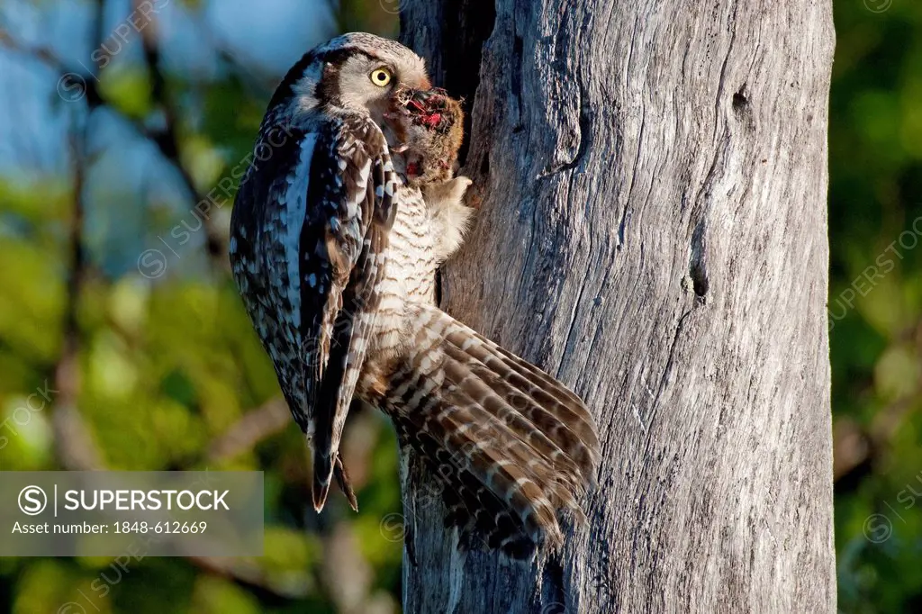 Northern hawk owl (Surnia ulula), female with prey perched at the nesting hole, Finland, Europe