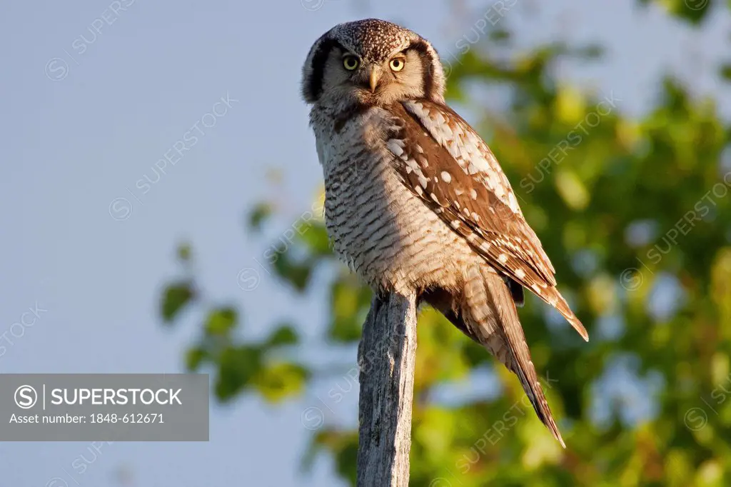 Northern hawk owl (Surnia ulula), Finland, Europe