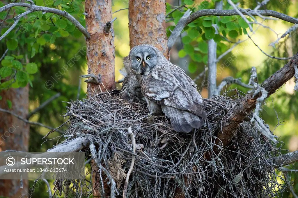 Great gray owls, Lapland owls (Strix nebulosa), male and female perched on the nest, Finland, Europe
