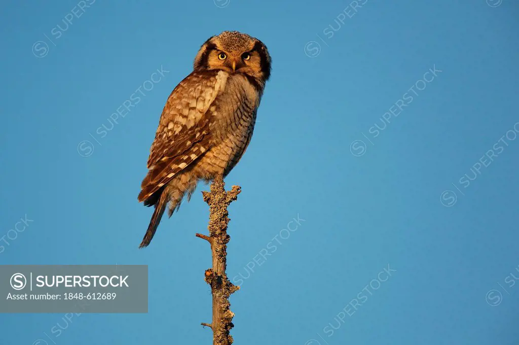 Northern hawk owl (Surnia ulula) in the evening light, Finland, Europe