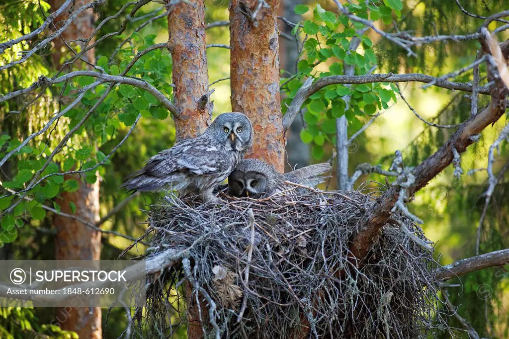 Great Grey Owl or Lapland Owl (Strix nebulosa), male and female perched on the nest, Finland, Europe