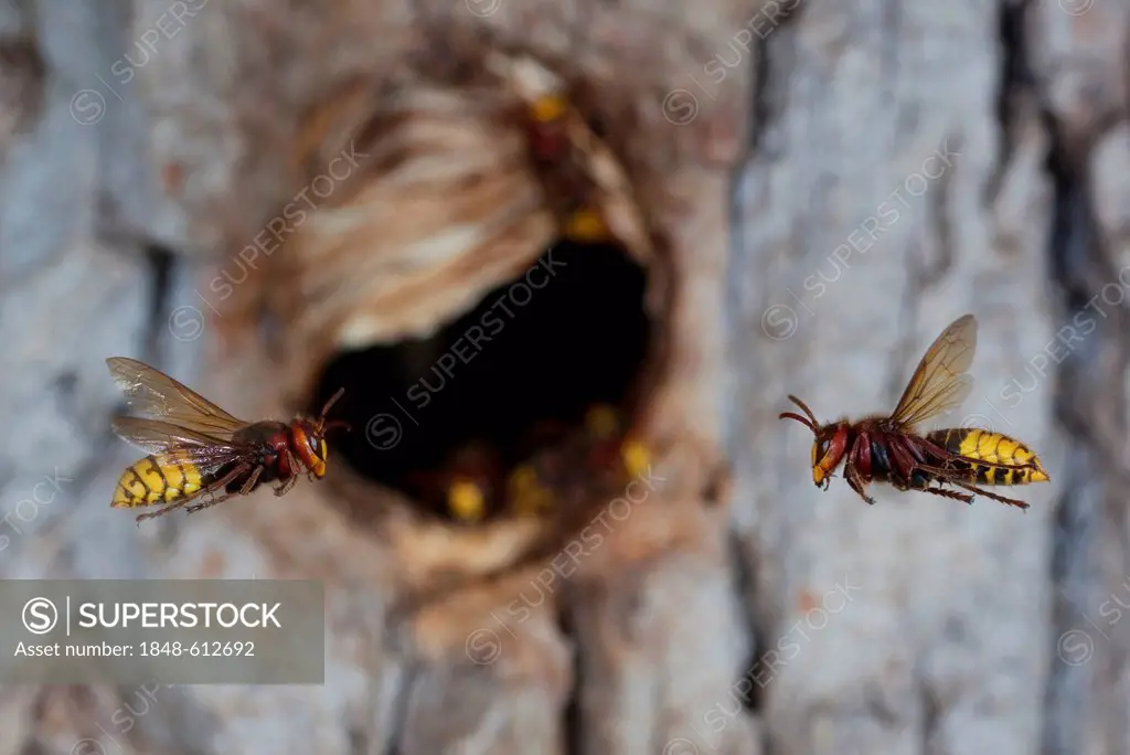 European hornets (Vespa crabro), workers in flight in front of the entrance to the nest, former nesting hole of a great spotted woodpecker, Thuringia,...