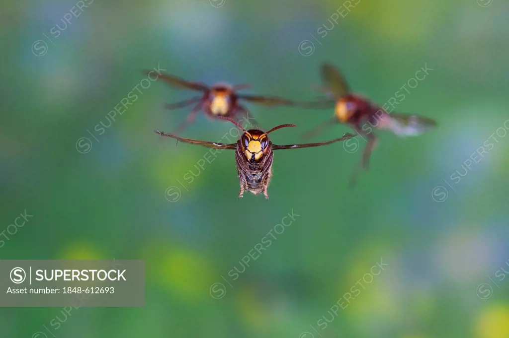 European hornets (Vespa crabro) workers in flight, Thuringia, Germany, Europe