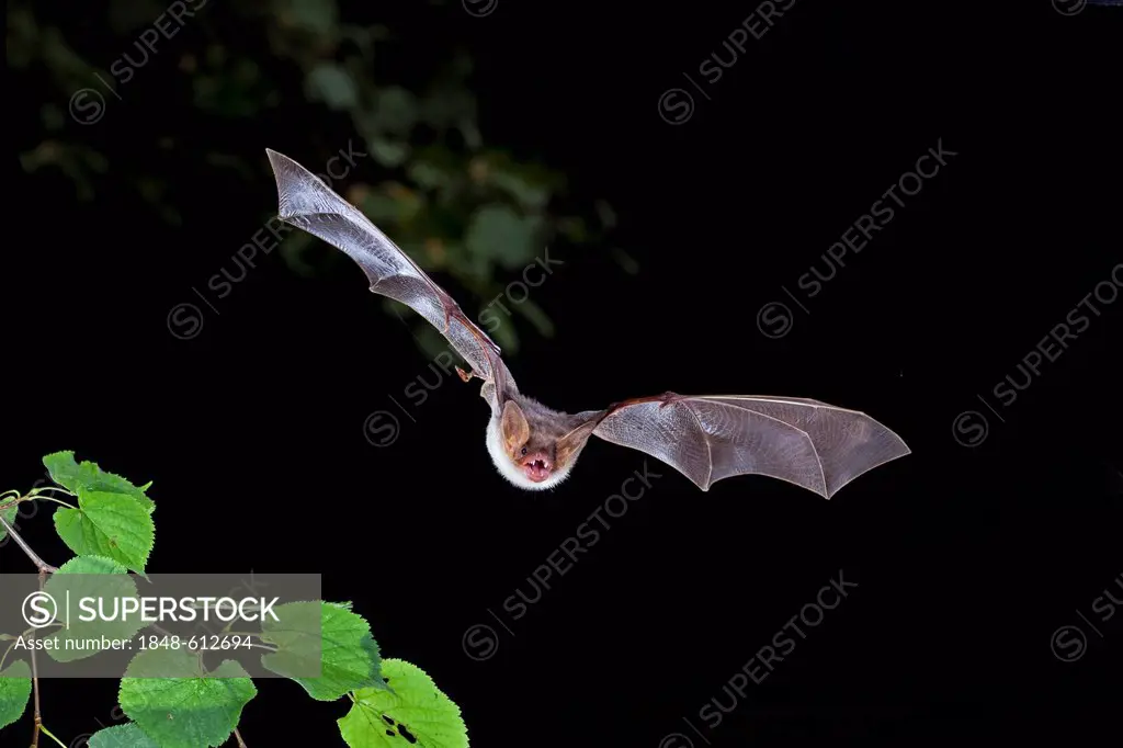 Greater mouse-eared bat (Myotis myotis) in flight, Thuringia, Germany, Europe