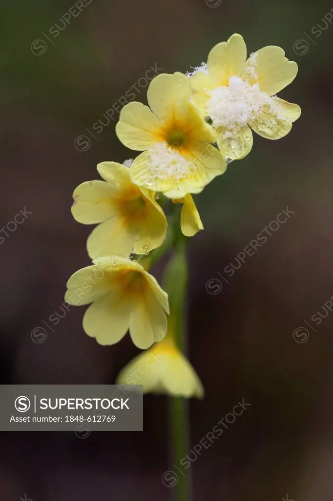 Oxlip (Primula elatior), with snow in Wutachschlucht gorge, Black Forest, Baden-Wuerttemberg, Germany, Europe