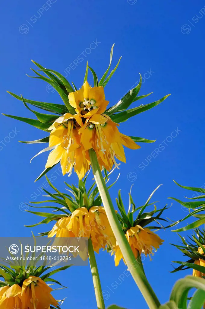 Kaiser's crown (Fritillaria imperialis)