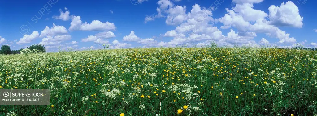 Spring meadow near Andechs, Upper Bavaria, Bavaria, Germany, Europe