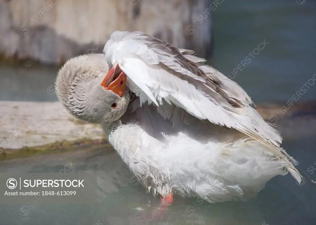 A goose (Anser anser domesticus) preening wing in the water, Wildpark Poing wildlife park, Bavaria, Germany, Europe