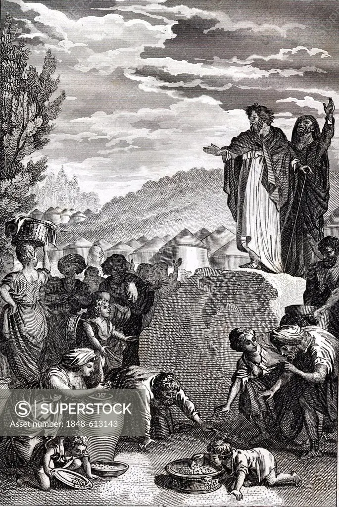 The Manna food in the desert, biblical scene, historical illustration, 1872