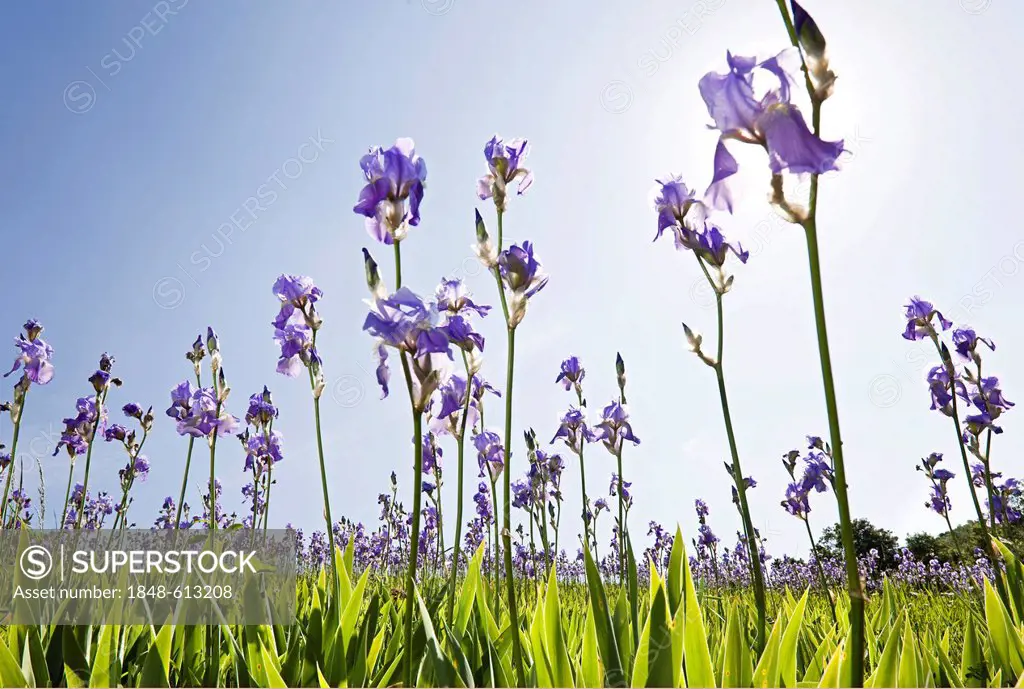 Blooming field of German Iris (Iris germanica), cultivated bio-dynamically in the mountains of the border area of Tuscany and the Apennines, Italy, Eu...