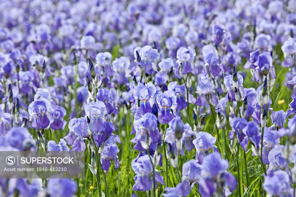 Blooming field of German Iris (Iris germanica), cultivated bio-dynamically in the mountains of the border area of Tuscany and the Apennines, Italy, Eu...
