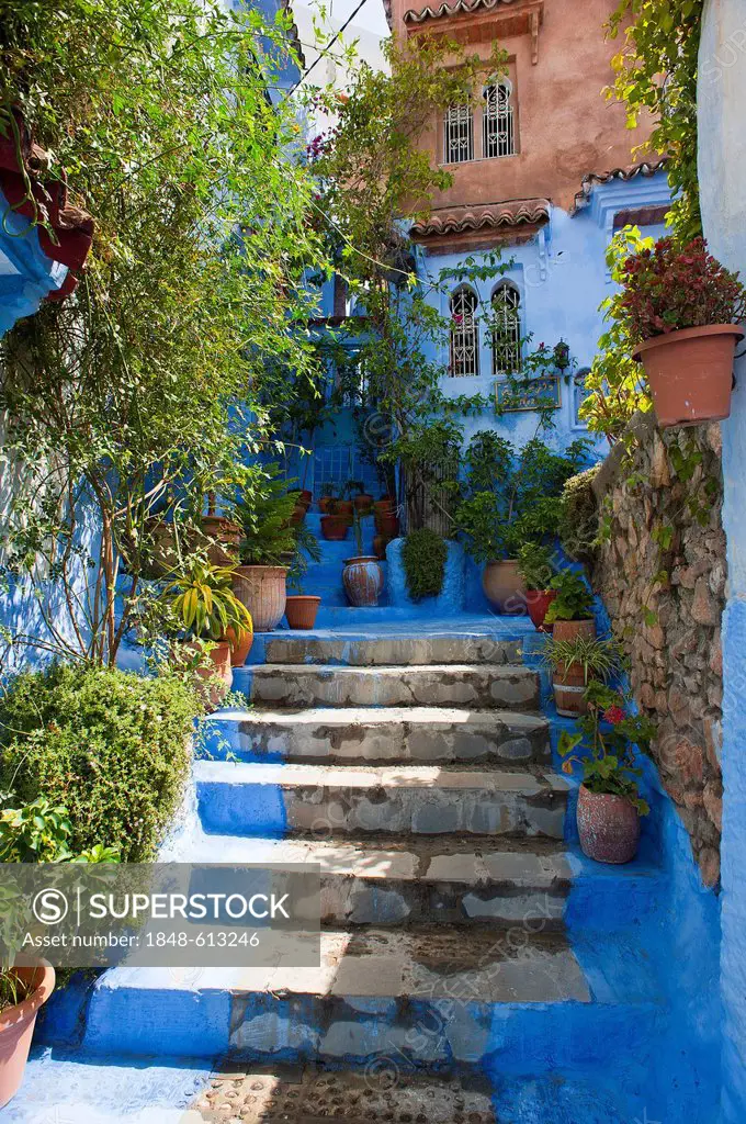Narrow, blue-painted alley with steps and plants in the Medina, old town of Chefchaouen, Morocco, Africa