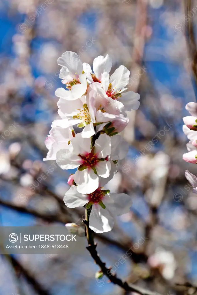 Almond blossom, La Palma island, Canary Islands, Spain, Europe