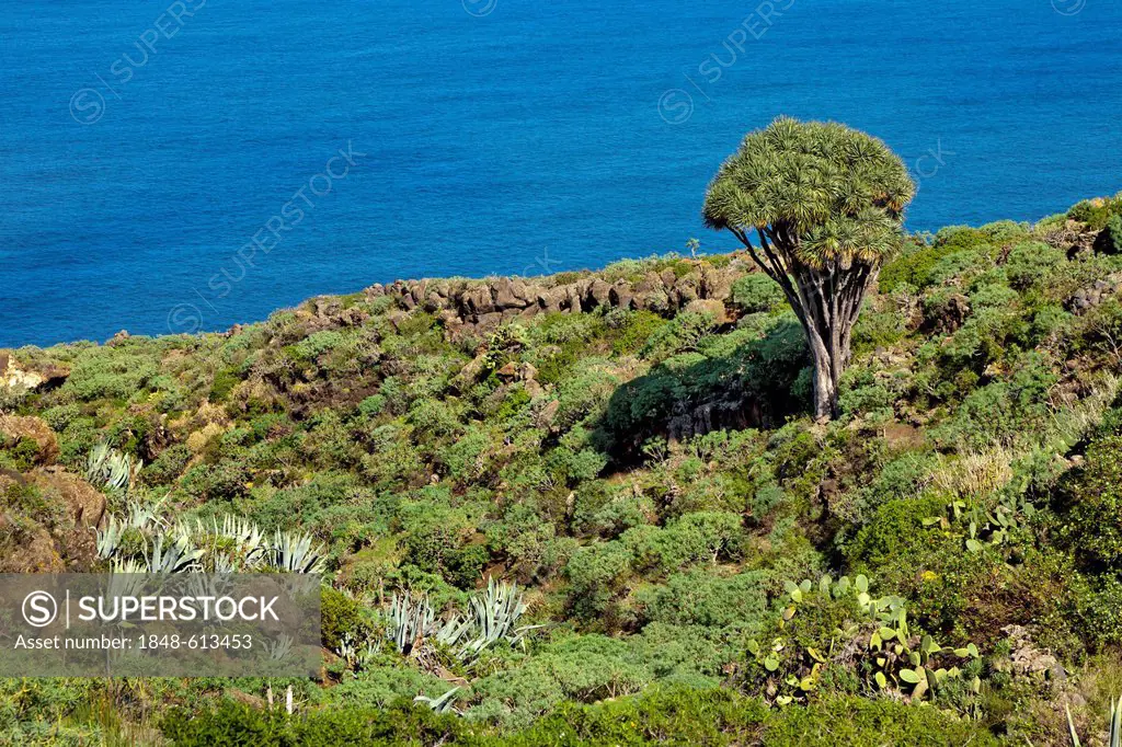 Dragon tree (Dracaena), Santo Domingo de Garafia, La Palma island, Canary Islands, Spain, Europe