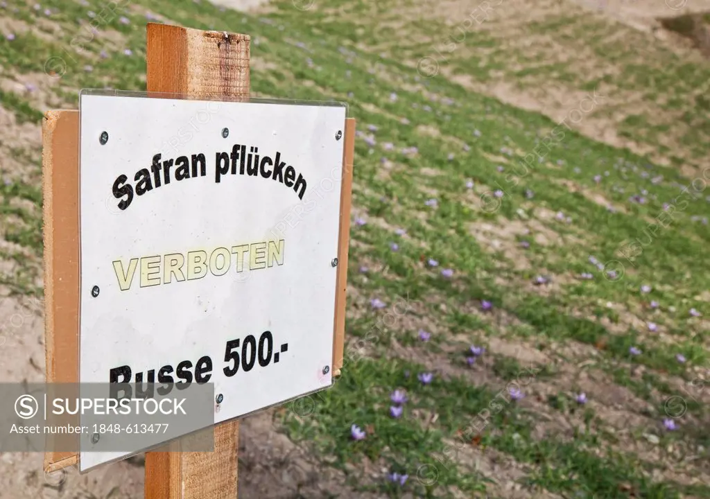 Sign, unauthorized saffron picking carries a fine of 500 Swiss francs on a saffron field with blooming Saffron Crocus (Crocus sativus) below the munic...