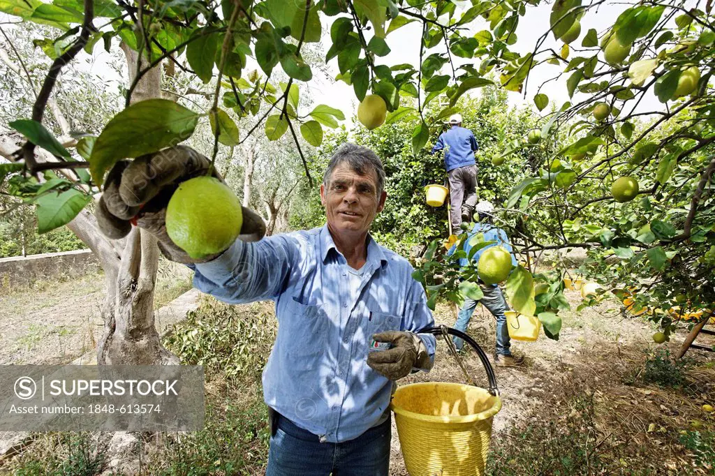 Ripe, yellow, organic grown lemons being harvested by a Sicilian man in a Demeter lemon grove, near Syracuse, Sicily, Italy, Europe