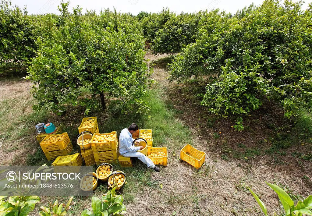 Freshly harvested yellow organic lemons being harvested in a lemon grove and packed in crates for transport, near Syracuse, Sicily, Italy, Europe
