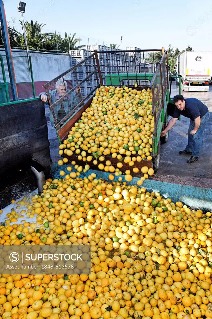 Delivery of a truckload of freshly harvested yellow lemons in a juice and oil factory for citrus fruits, lemons are first washed in water, Barcellona,...