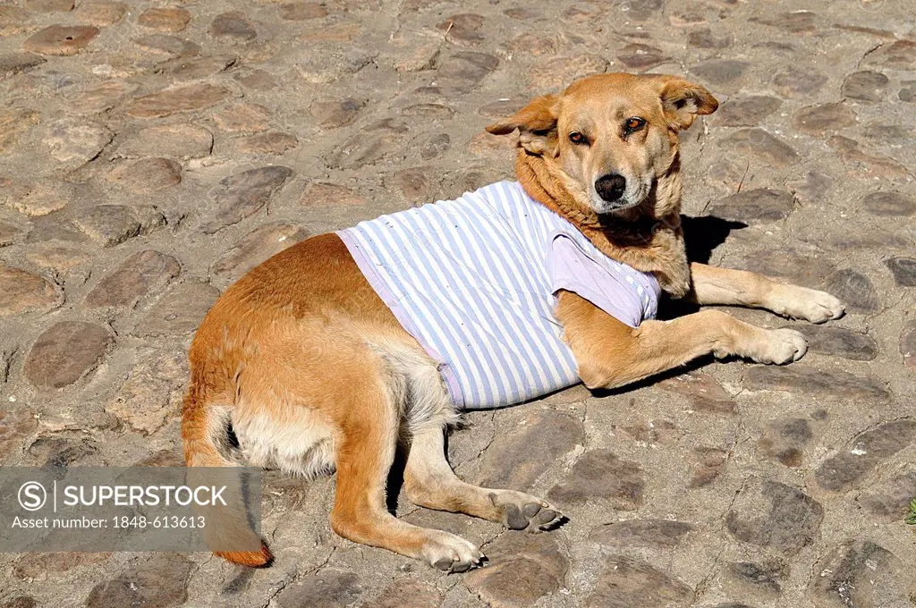 Dog with t-shirt, Oaxaca de Juárez, Oaxaca, southern Mexico, North America
