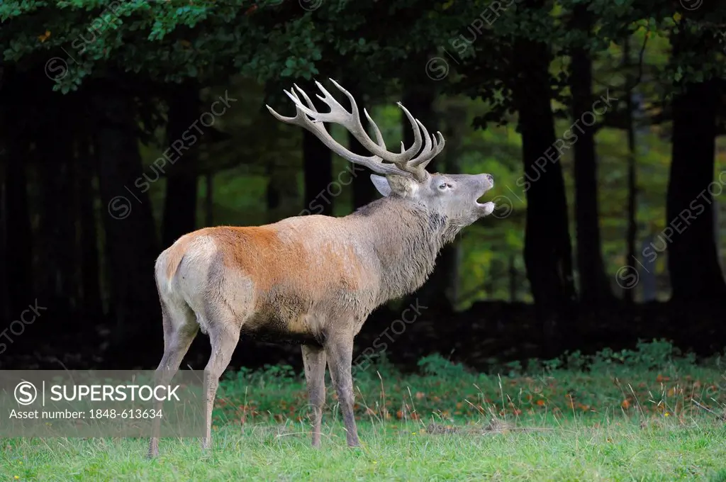 Red deer (Cervus elaphus) belling during rutting time