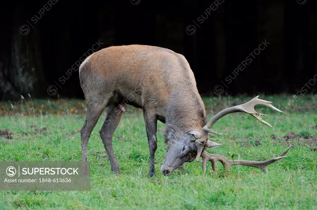 Red deer (Cervus elaphus) marking its territory during rutting season