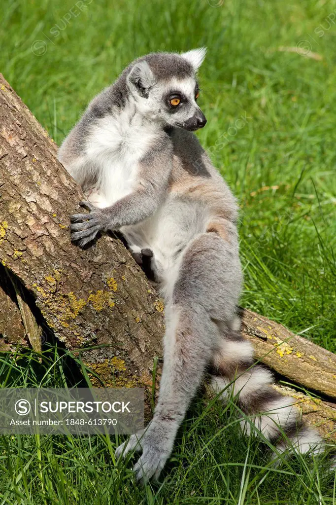 Ring-tailed lemur (Lemur catta), Serengeti Park zoo and leisure park, Hodenhagen, Lower Saxony, Germany, Europe