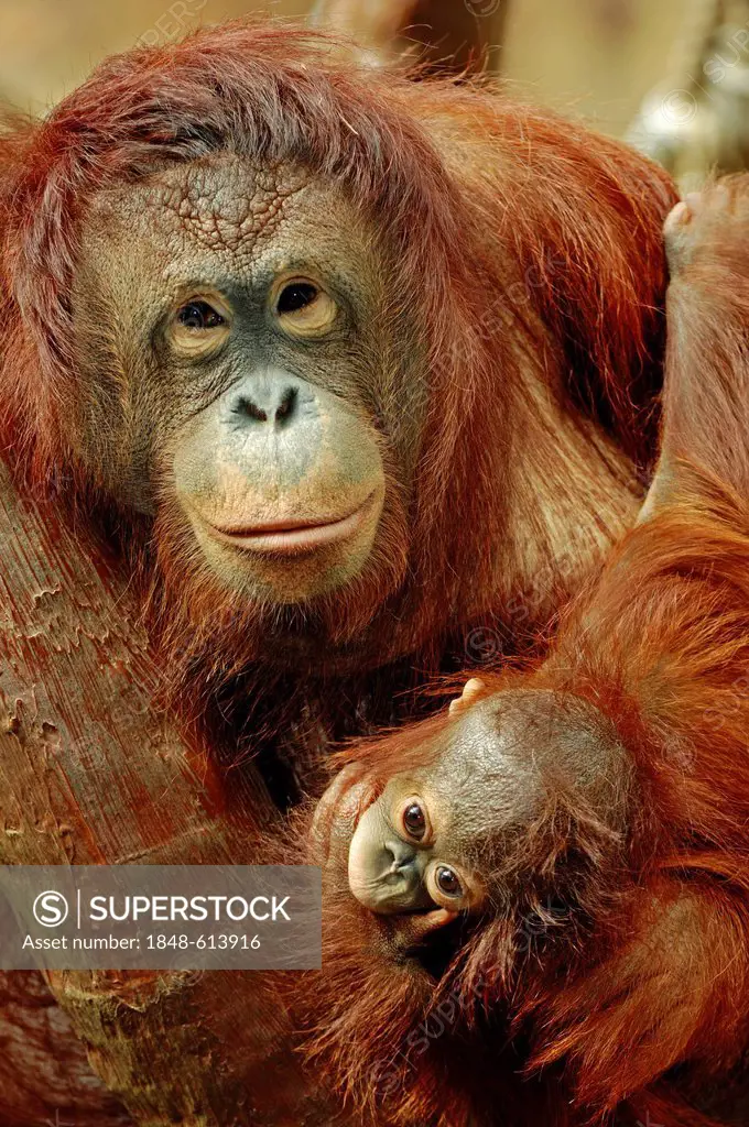 Bornean Orangutan (Pongo pygmaeus), female with young, species of Borneo, Asia, captive, The Netherlands, Europe