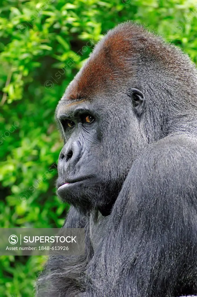 Western Lowland Gorilla (Gorilla gorilla gorilla), male, silverback, portrait, African species, captive, North Rhine-Westphalia, Germany, Europe