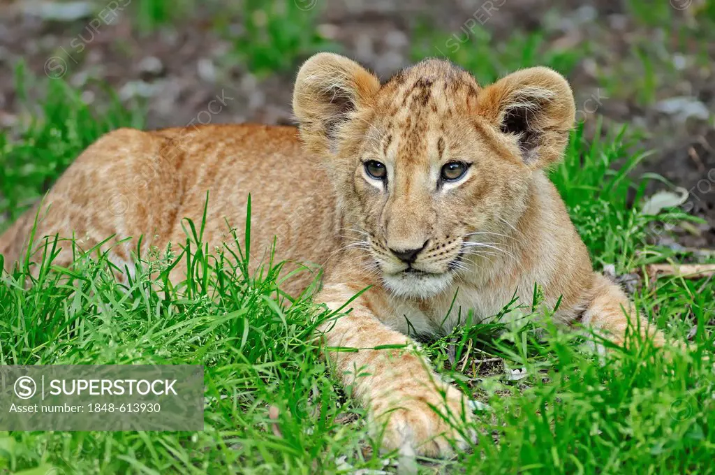 Lion (Panthera leo), cub, African species, captive, The Netherlands, Europe