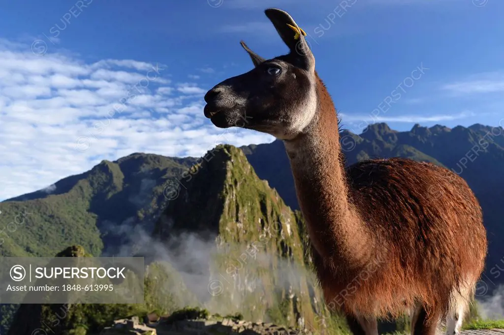 Llama (Llama glama) at the ruins of Machu Picchu, near Cusco, Andes, Peru, South America