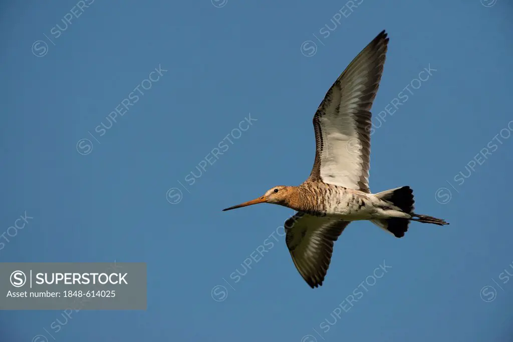 Black-tailed Godwit (Limosa limosa), in flight, Texel, Holland, The Netherlands, Europe