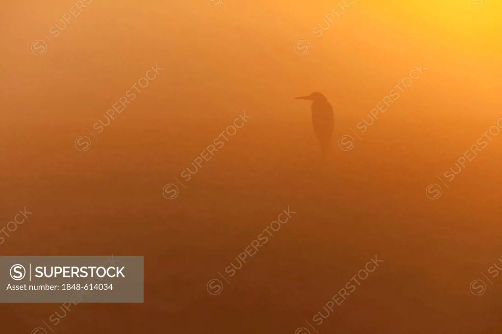Grey Heron (Ardea cinerea) at dawn, Limburg an der Lahn, Hesse, Germany, Europe