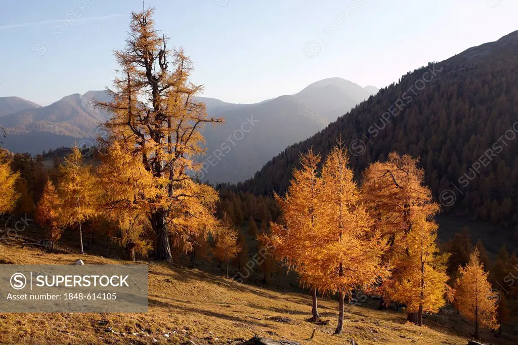 Larch forest in autumn, Eisental Valley, Nock Mountains National Park, Carinthia, Austria, Europe