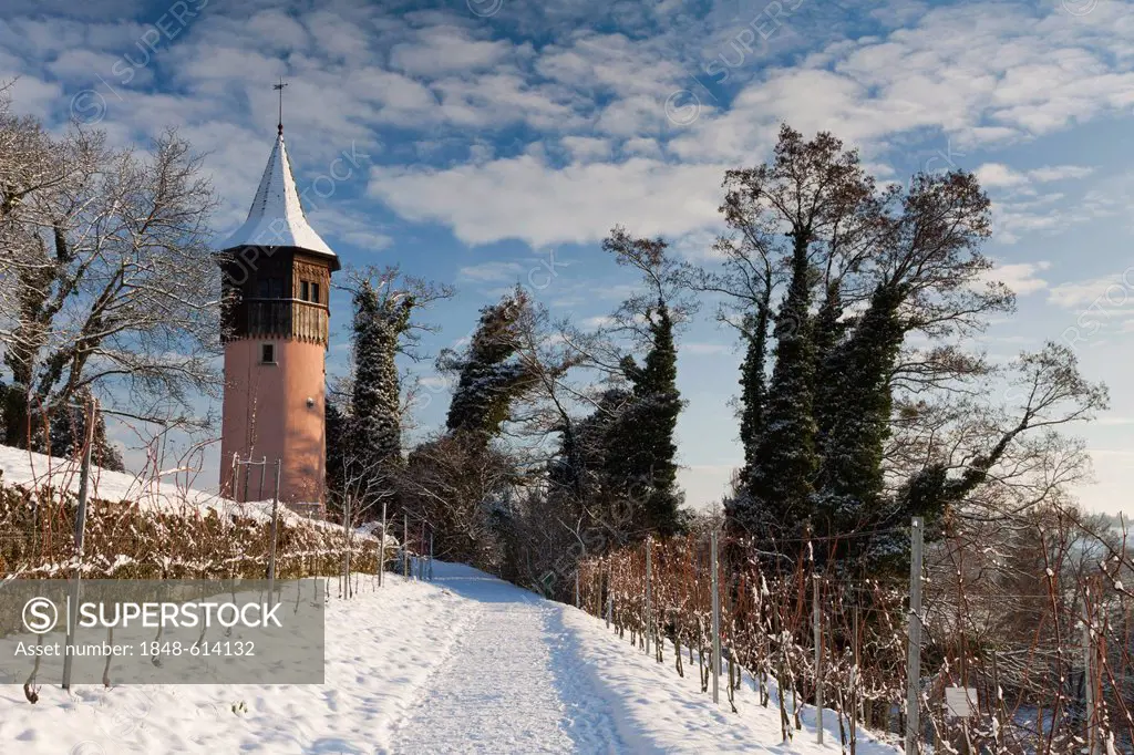 The Schwedenturm tower between grapevines in winter, Mainau Island, County Konstanz, Baden-Wuerttemberg, Germany, Europe